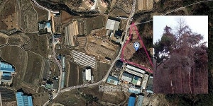 충남 홍성 구항 소나무재선충병 감염 확인