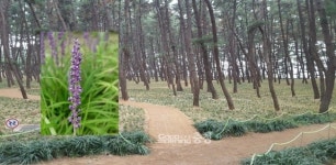 서천군, 장항 솔바람길 전국 명소로 키운다