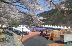 충남 금산 산꽃벚꽃마을 오토캠핑장 5월 개장