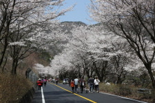 금산 비단고을 산꽃축제 전국적 명품 축제로