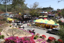 전국 유일 금산 홍도화 축제 22일 개막