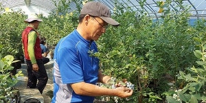 친환경인증 청양 칠갑산 블루베리 첫 수확