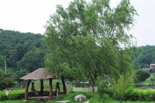 주말 비 소식...아산 신정호수 연꽃 속 망중한(忙中閑)