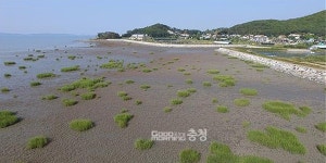 서천서 갯벌 초토화 갯끈풀 발견…긴급 방제