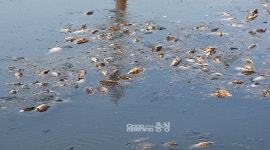 아산 장재천 호수공원...물고기 수천 마리 떼죽음