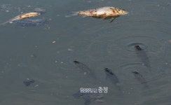 아산 장재천 호수공원...물고기 수천 마리 떼죽음