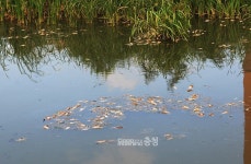 아산 장재천 호수공원...물고기 수천 마리 떼죽음