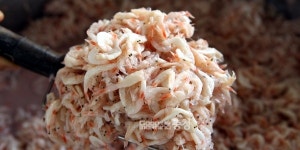 홍성 특산물 광천토굴새우젓 서울 공략 나서