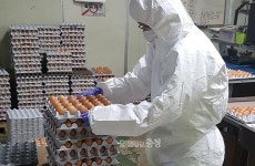 대전·충남 살충제 달걀 농가 6곳으로 늘어