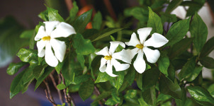 [이규식의 이 한 구절의 힘] 이런 사랑을 지켜보는 치자, 치자꽃