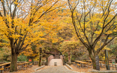서산 아라메길 단풍 이번 주말까지 절정