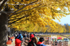 [포토뉴스]노란 동화 속 숲길...아산 은행나무 길