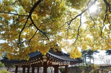 [채원상의 아웃포커스]왕버들 할아버지가 들려주는 장재리 옛이야기