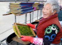 태안가로림만, 감태수확 한창