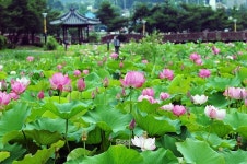 [포토] 아산에 오면 여기는 꼭!… 아산 관광 10선