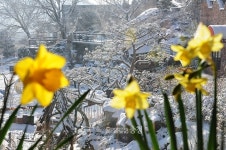 [포토] 눈 속에 담긴 봄