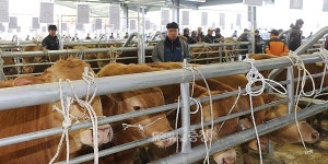 보령 한우 경매시장 농가소득 향상 기여