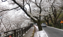 [김형규의 자전거 역사문화기행-쌍계사 벚꽃 라이딩] 남도대교 건너 쌍계사까지 명품코스… 꽃놀이는 덤