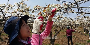 충남교육청, 농촌 일손돕기 힘 보태