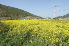 [김형규의 자전거 역사문화기행-느림의 미학 청산도 라이딩 ②] 나무늘보에게서 배우는 삶의 교훈