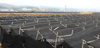 충남에서도 열사병 사망자 발생
