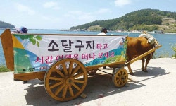[김형규의 자전거 역사문화기행-느림의 미학 청산도 라이딩 ⑥] 명맥만 남은 파시(波市)거리, 고등어삼치 대신 전복이…