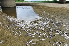 [르포]긴 폭염, 극심한 가뭄현장…숨쉬기도 힘들다