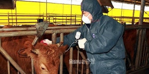공주시, 9월부터 전국 최초 당직 동물병원 운영