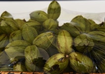 [포토뉴스]천안 명물 호두축제…세계가 인정한 슈퍼 푸드(Super Food)