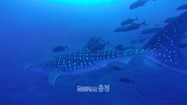 대전스카이로드서 멕시코 소코로 제도 아름다움에 빠지세요
