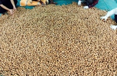 [커버스토리 ②] 호두 시배지 스토리텔링, 잠재력 무궁무진