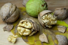 [커버스토리 ②] 호두 시배지 스토리텔링, 잠재력 무궁무진