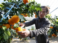 태안군, 최고급 귤 황금향 20일경부터 본격 수확