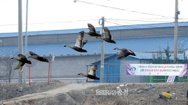 AI 없는 원년…충남도, 설 앞두고 총력전
