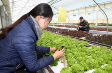 태안군, 물고기가 키운 채소 아쿠아포닉스 농법 눈길끌어