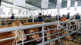 구제역 소강상태에 한 숨 돌린 충남도