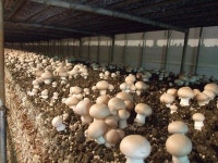 충남 자체 개발 갈색 양송이버섯 3품종...도내 보급 본격화