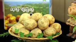 서산 팔봉산감자 최고…탑 브랜드 대상