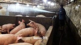 홍성군, 아프리카돼지열병 선제 방역 나선다
