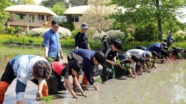 태안 천리포수목원, 모항초 학생들과 손 모내기