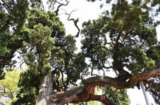 [나무, 천년의 세월을 담다⑪] 치는 도끼에 향을 묻히다...이색 선생을 닮은 목은영당 향나무