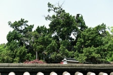 [나무, 천년의 세월을 담다⑪] 치는 도끼에 향을 묻히다...이색 선생을 닮은 목은영당 향나무