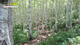 [동영상] 강원도 인제 속삭이는 자작나무 숲 : : 자연의 소리