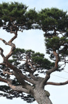 [나무, 천년의 세월을 담다⑭] 바다 풍랑을 막아주던 당산목...홍성 궁리소나무 이야기