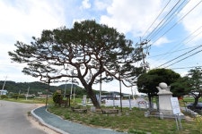 [나무, 천년의 세월을 담다⑲] 수 없이 베어지며 인류 문명에 기여...서산시 온석동 소나무
