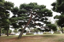 [나무, 천년의 세월을 담다 21] 마음의 안식을 주는 당진 솔뫼성지 소나무 숲