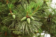 [나무, 천년의 세월을 담다 21] 마음의 안식을 주는 당진 솔뫼성지 소나무 숲