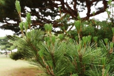 [나무, 천년의 세월을 담다 21] 마음의 안식을 주는 당진 솔뫼성지 소나무 숲