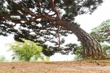 [나무, 천년의 세월을 담다 21] 마음의 안식을 주는 당진 솔뫼성지 소나무 숲