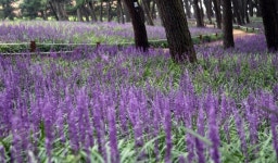 송림 솔바람 길에 찾아온 반가운 얼굴 맥문동 보러오세요